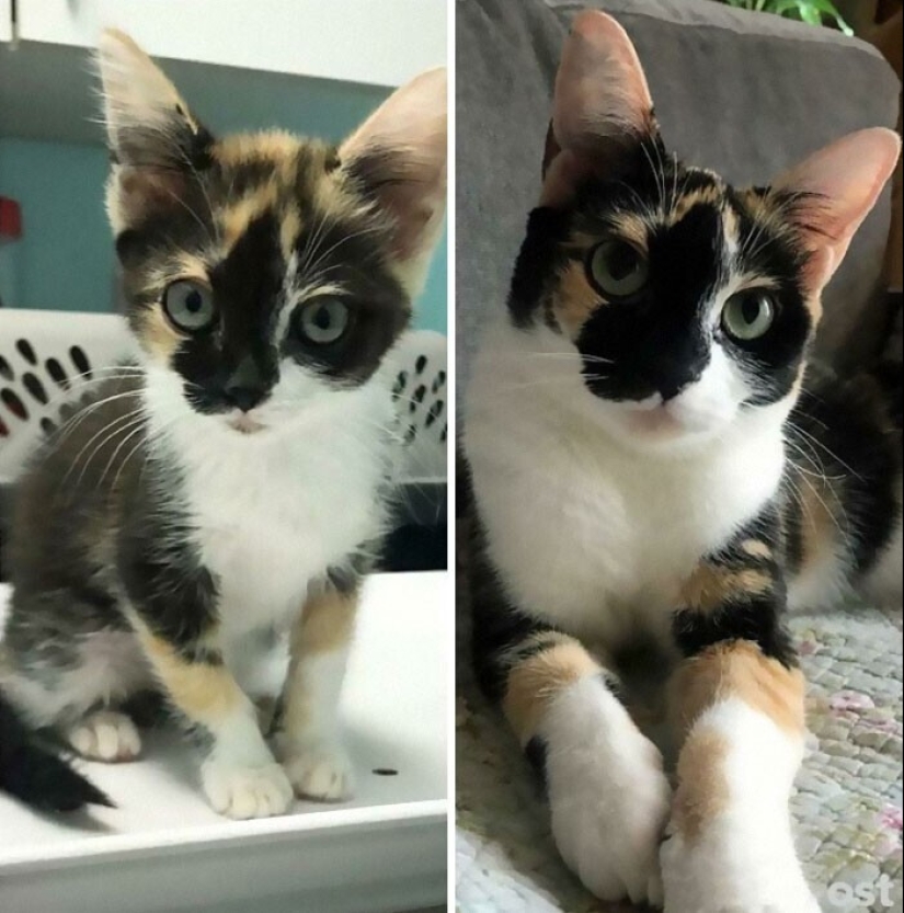 20+ heart touching pictures about how to quickly grow our favorite koteyki 20+ heart touching pictures about how to quickly grow our favorite koteyki