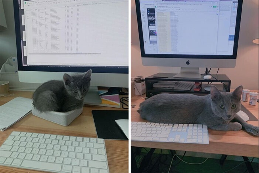 20+ heart touching pictures about how to quickly grow our favorite koteyki 20+ heart touching pictures about how to quickly grow our favorite koteyki