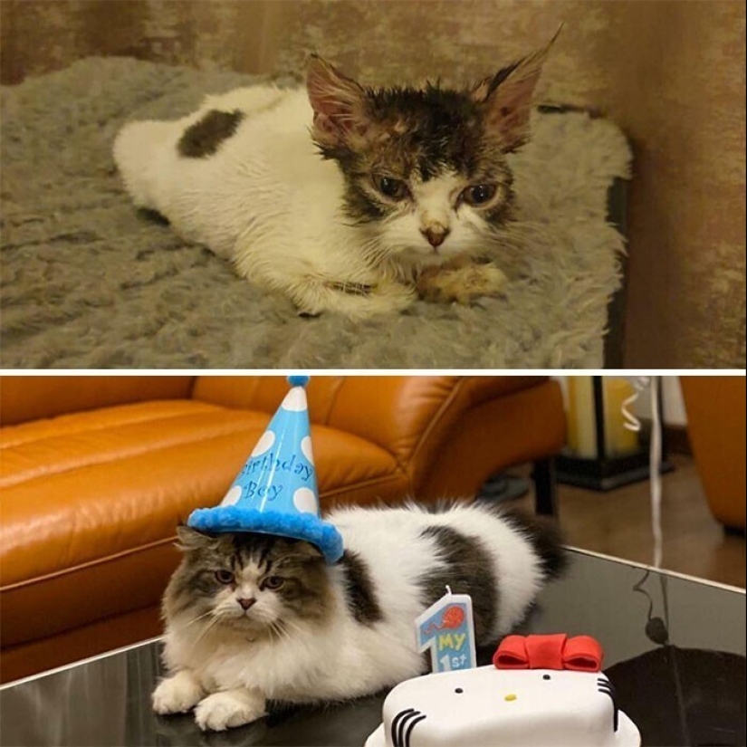 20+ heart touching pictures about how to quickly grow our favorite koteyki 20+ heart touching pictures about how to quickly grow our favorite koteyki