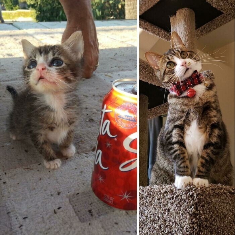 20+ heart touching pictures about how to quickly grow our favorite koteyki 20+ heart touching pictures about how to quickly grow our favorite koteyki