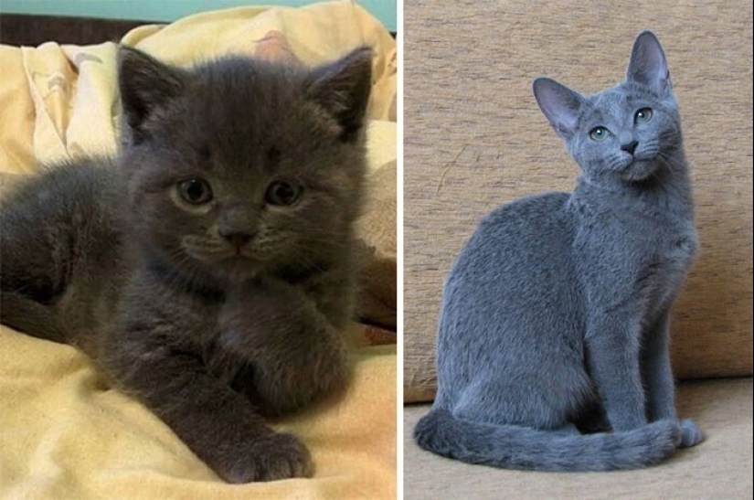 20+ heart touching pictures about how to quickly grow our favorite koteyki 20+ heart touching pictures about how to quickly grow our favorite koteyki