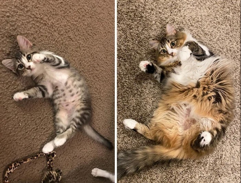 20+ heart touching pictures about how to quickly grow our favorite koteyki 20+ heart touching pictures about how to quickly grow our favorite koteyki