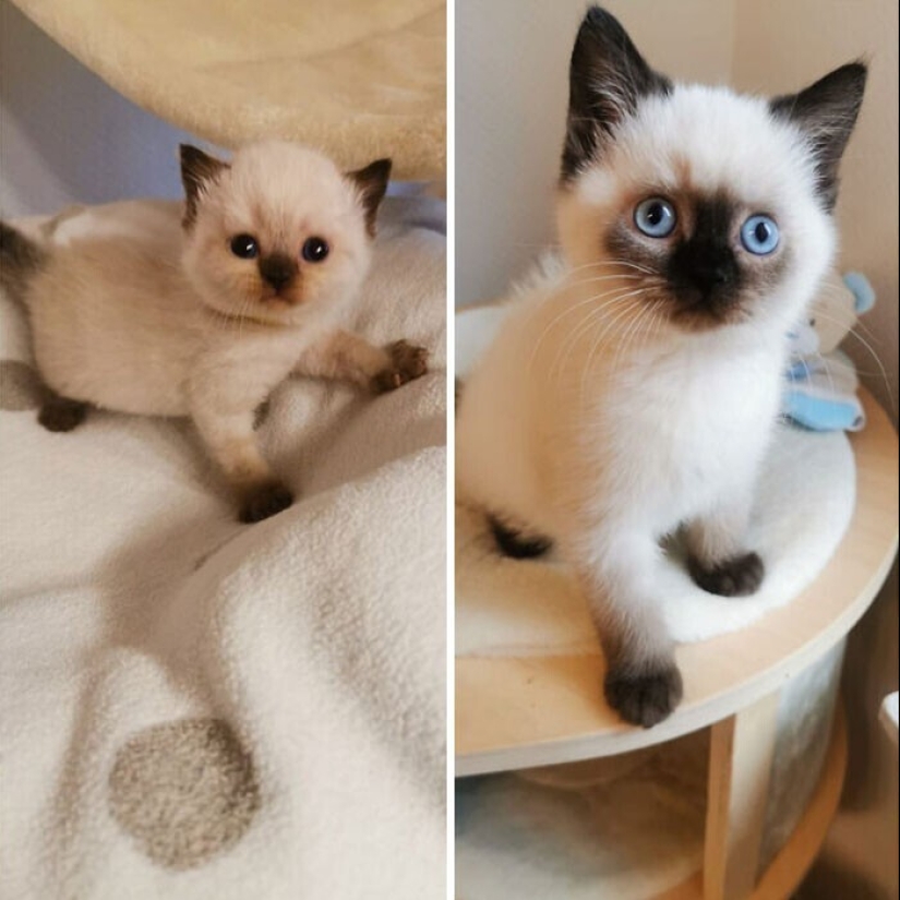 20+ heart touching pictures about how to quickly grow our favorite koteyki 20+ heart touching pictures about how to quickly grow our favorite koteyki