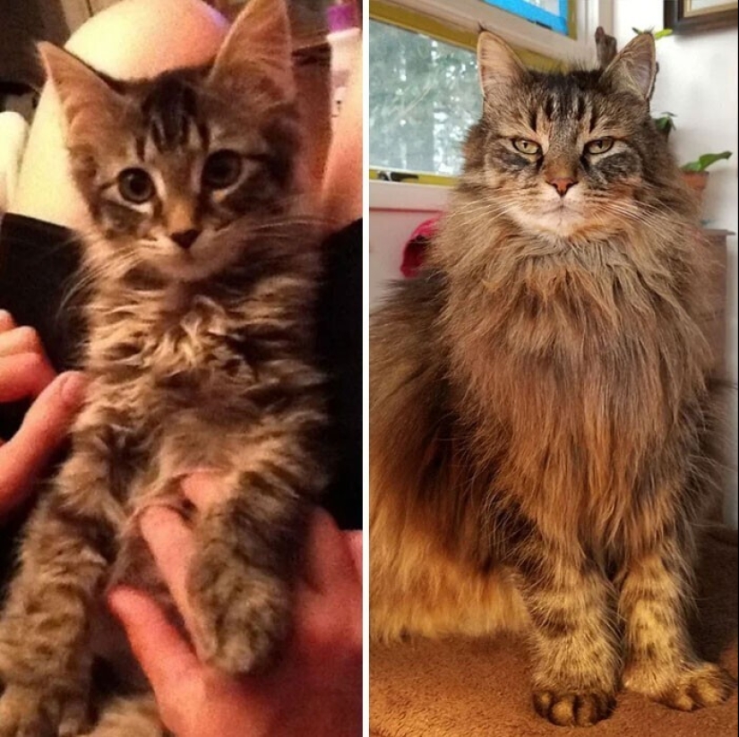 20+ heart touching pictures about how to quickly grow our favorite koteyki 20+ heart touching pictures about how to quickly grow our favorite koteyki