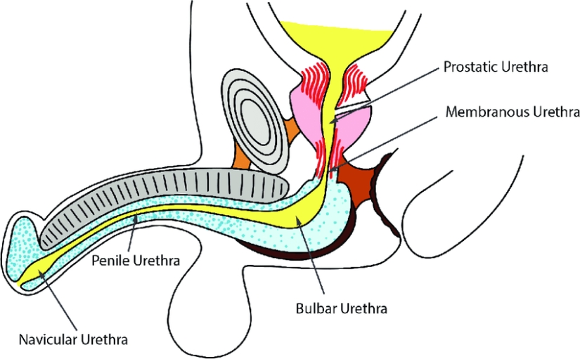 20 human body parts that are an example of bad design