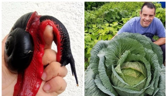 20 imágenes que se ven como photoshop, pero en realidad son reales