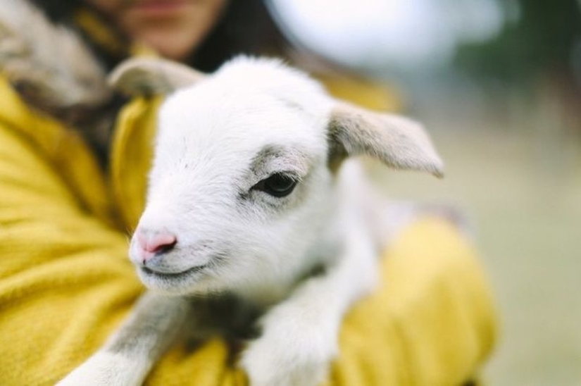 20 imita animales bebés que calentarán tu alma en este día frío