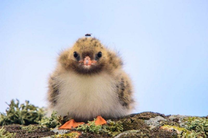 20 imita animales bebés que calentarán tu alma en este día frío