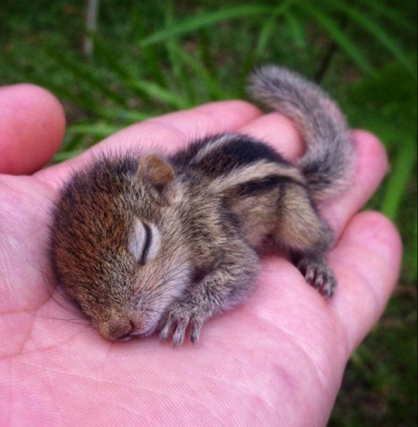 20 imita animales bebés que calentarán tu alma en este día frío