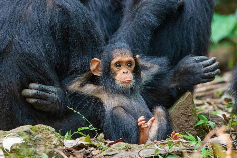 20 imita animales bebés que calentarán tu alma en este día frío