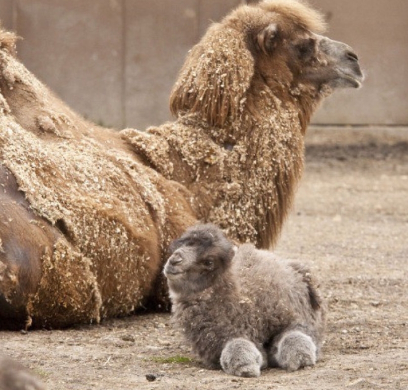 20 imita animales bebés que calentarán tu alma en este día frío