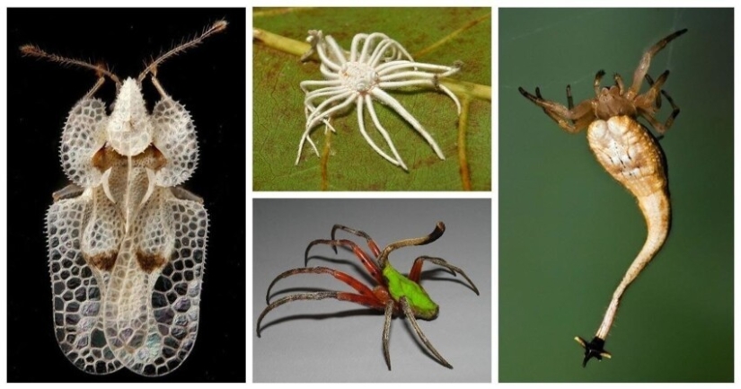 20 increíbles insectos y arañas, cuya existencia es difícil de creer