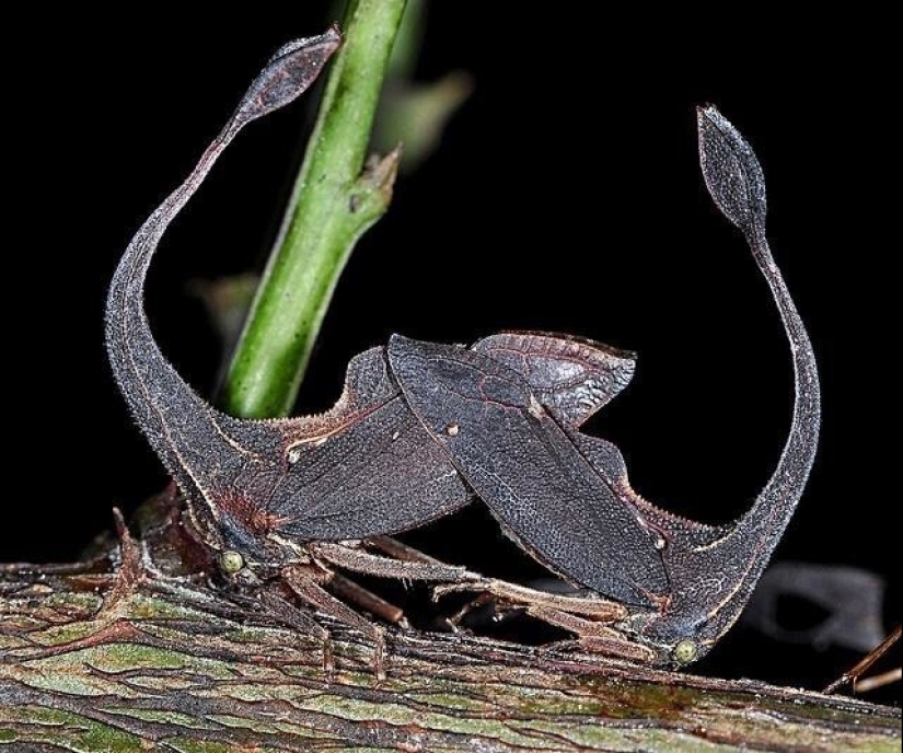 20 increíbles insectos y arañas, cuya existencia es difícil de creer