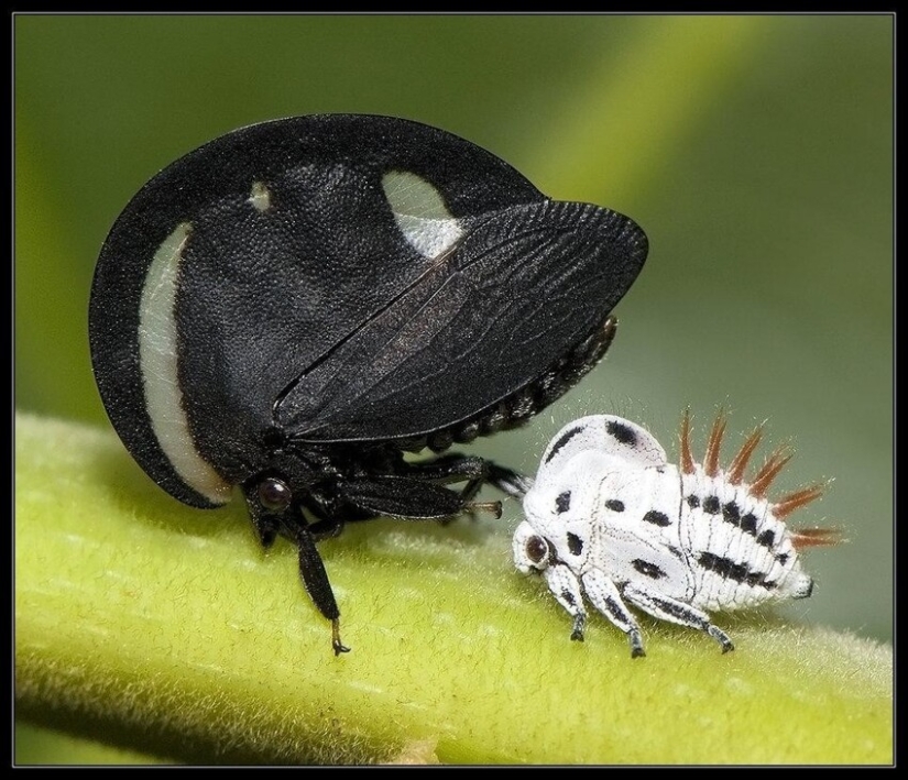 20 increíbles insectos y arañas, cuya existencia es difícil de creer