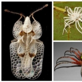 20 increíbles insectos y arañas, cuya existencia es difícil de creer