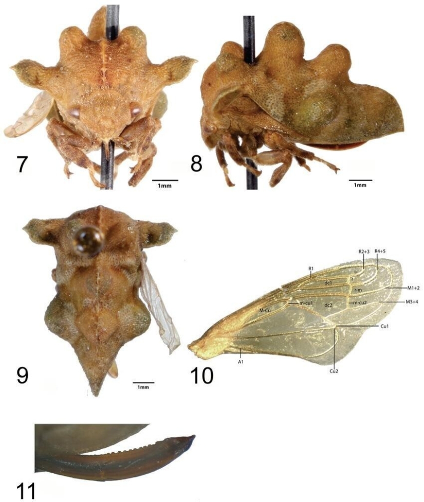 20 increíbles insectos y arañas, cuya existencia es difícil de creer