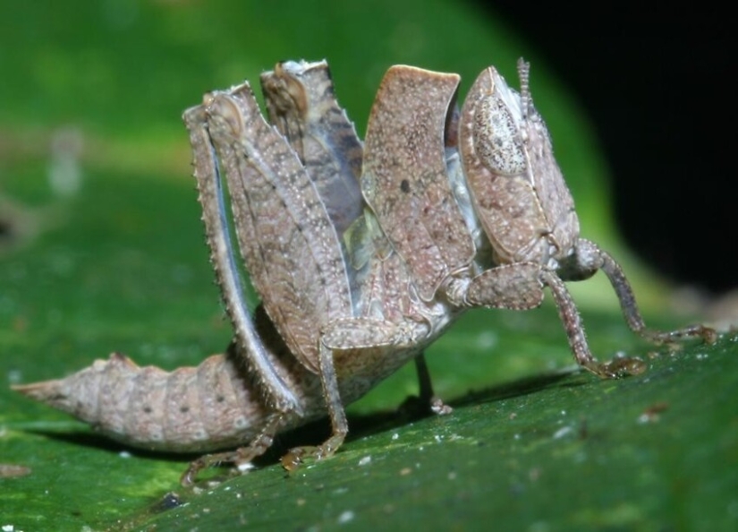 20 increíbles insectos y arañas, cuya existencia es difícil de creer