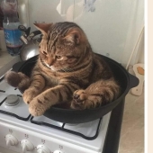 20 incredibly cute illustrations of cute animals from the Internet