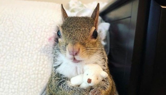 20+ interesting photos that will become your antidote to a bad day