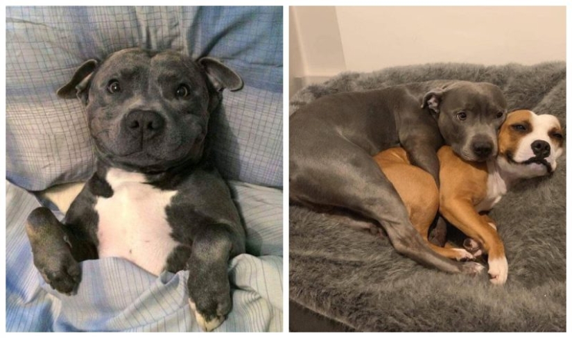 20 la mayoría de los Mimino y divertidas fotos para establecer el estado de ánimo