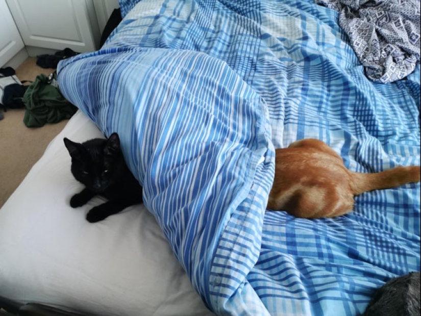 20 la mayoría de los Mimino y divertidas fotos para establecer el estado de ánimo