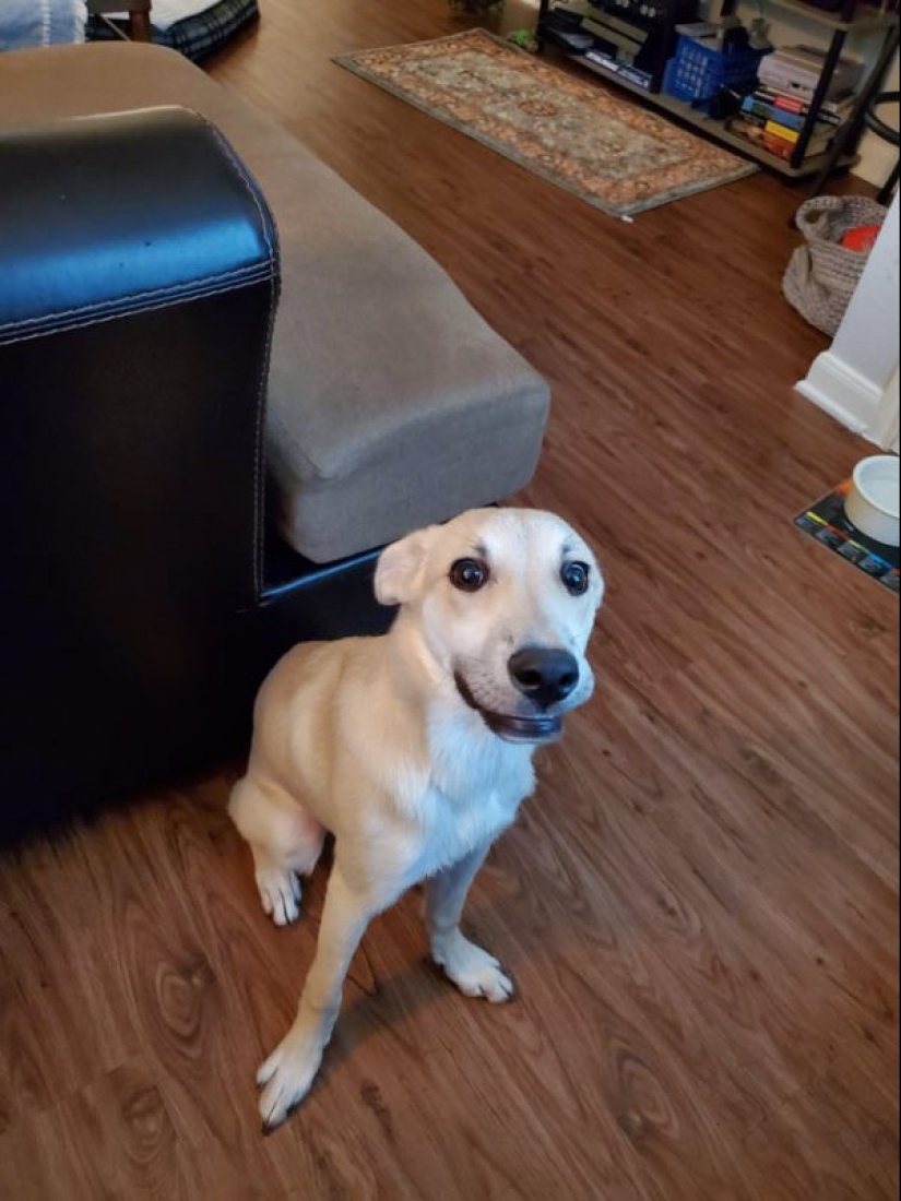 20 la mayoría de los Mimino y divertidas fotos para establecer el estado de ánimo