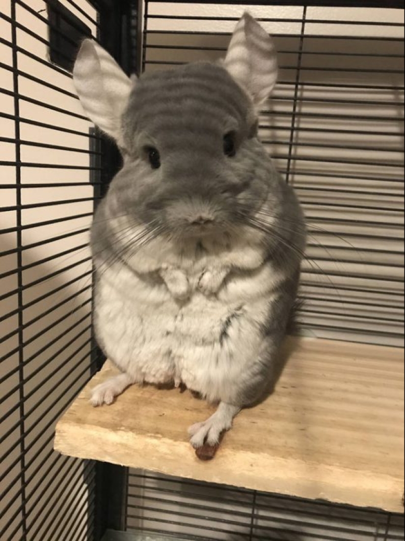 20 la mayoría de los Mimino y divertidas fotos para establecer el estado de ánimo