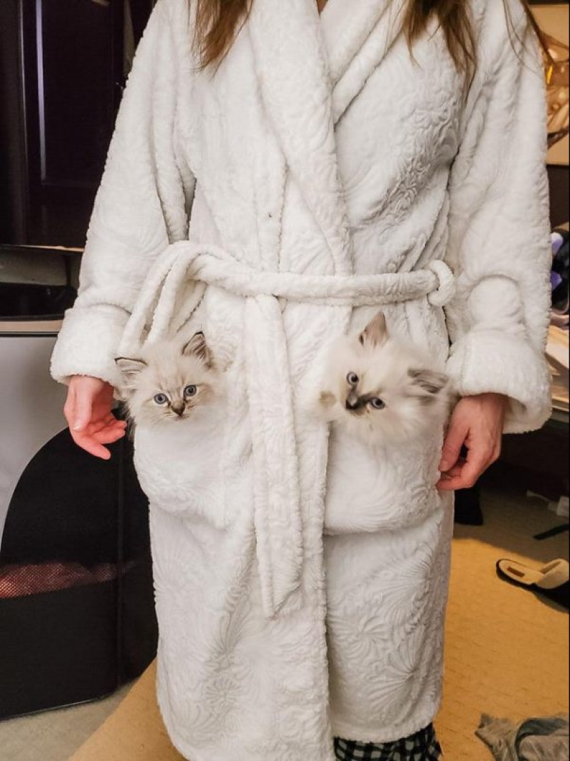 20 la mayoría de los Mimino y divertidas fotos para establecer el estado de ánimo