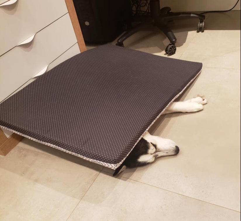 20 la mayoría de los Mimino y divertidas fotos para establecer el estado de ánimo