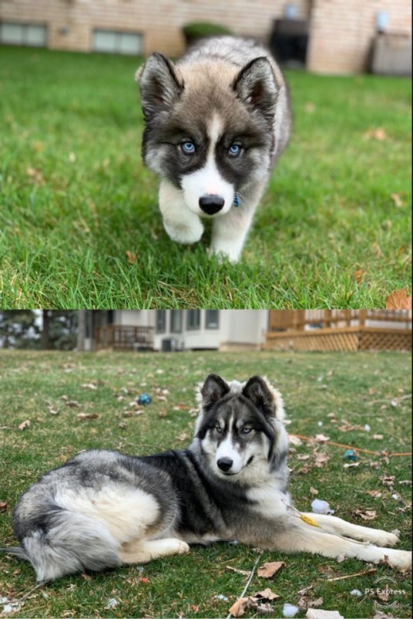 20 la mayoría de los Mimino y divertidas fotos para establecer el estado de ánimo