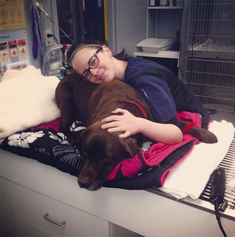 20 lindas pruebas de que un veterinario es una profesión de vuelo