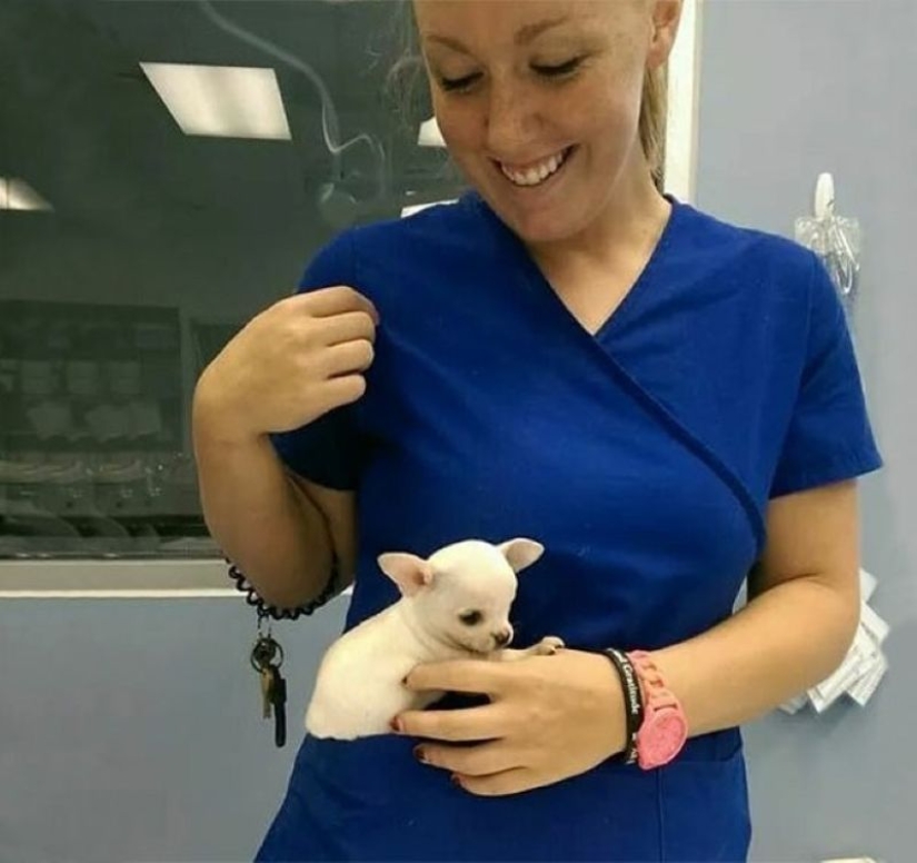 20 lindas pruebas de que un veterinario es una profesión de vuelo