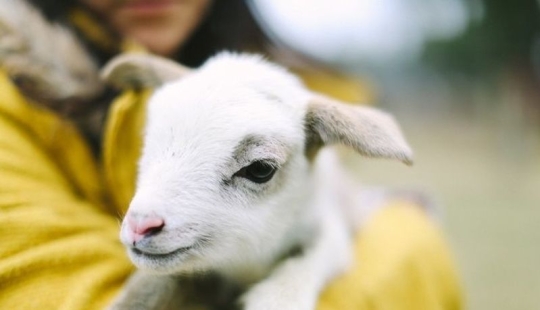 20 mimic baby animals that will warm your soul on this cold day