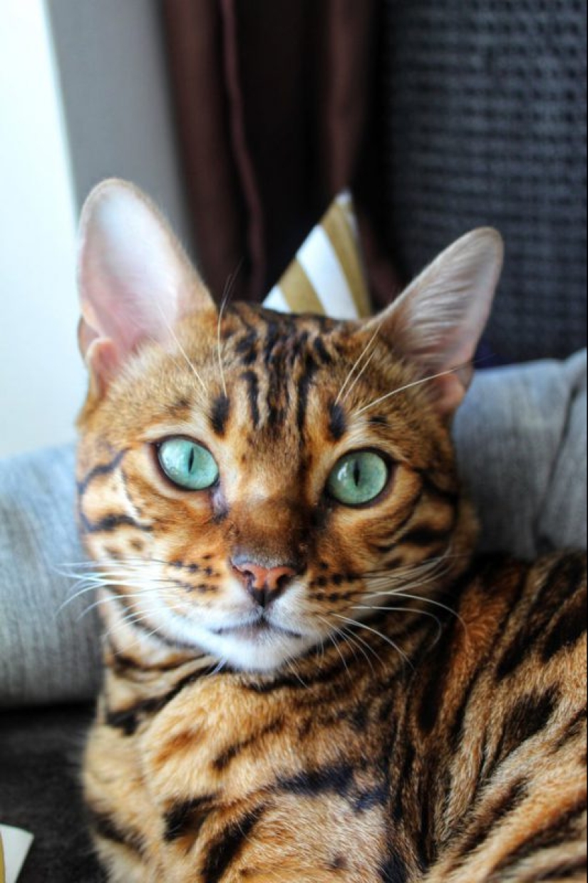 20 most Mimino and funny photos to set the mood 20 most Mimino and funny photos to set the mood