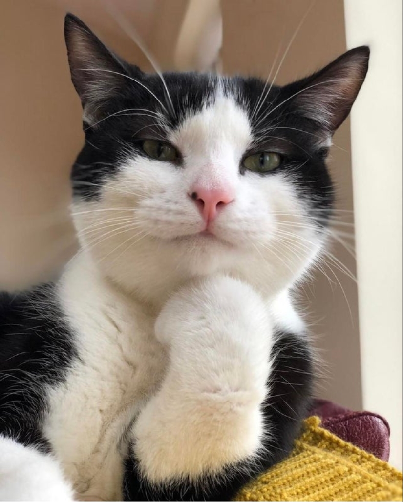 20 most Mimino and funny photos to set the mood 20 most Mimino and funny photos to set the mood