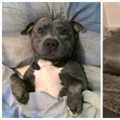 20 most Mimino and funny photos to set the mood