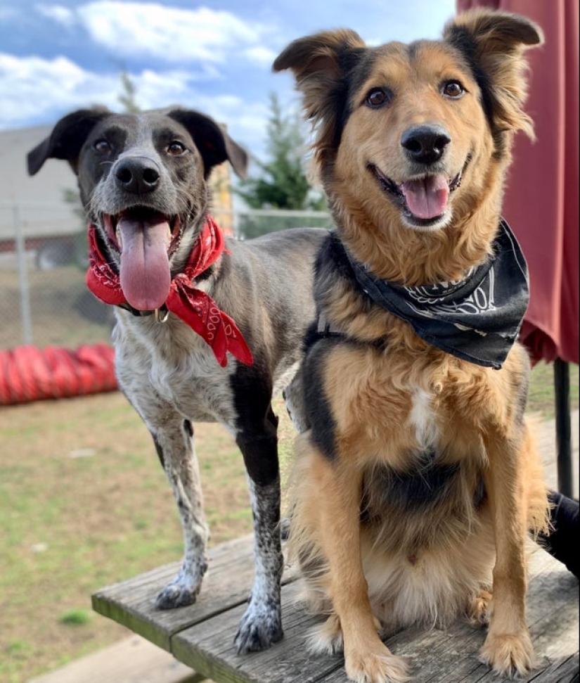 20 most Mimino and funny photos to set the mood 20 most Mimino and funny photos to set the mood