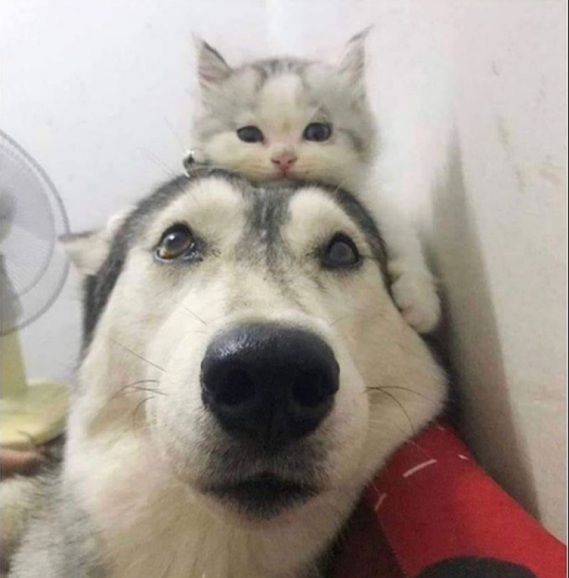 20 most Mimino and funny photos to set the mood 20 most Mimino and funny photos to set the mood