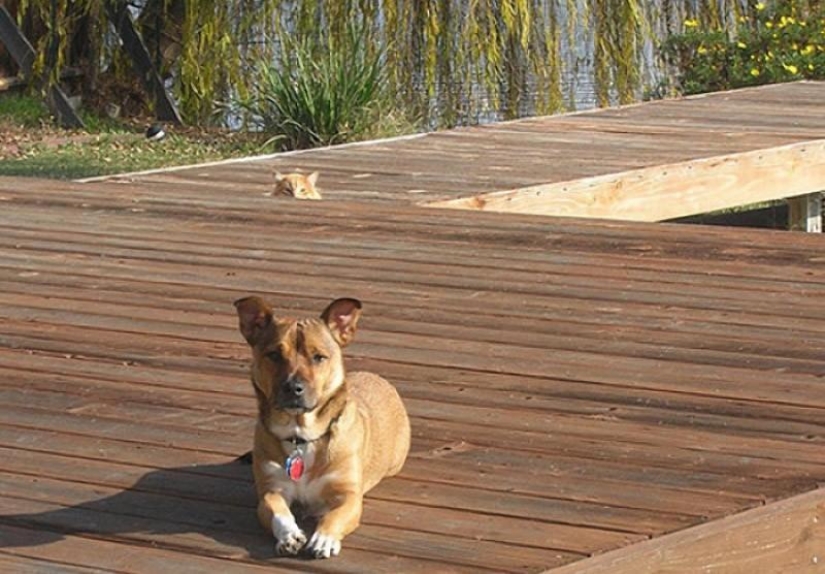 20 most touching and sincere photos about true friendship 20 most touching and sincere photos about true friendship