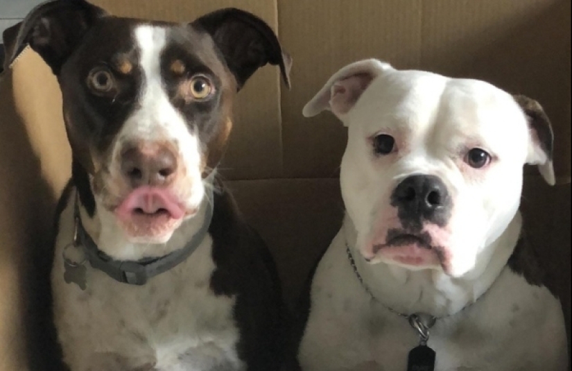 20 nabanita de fotografías de la colección "Pensamiento" que hará que el cerebro de la cepa 20 nabanita de fotografías de la colección "Pensamiento" que hará que el cerebro de la cepa