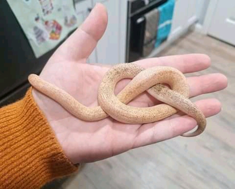 20 non-edible items, which for some reason I want to eat 20 non-edible items, which for some reason I want to eat