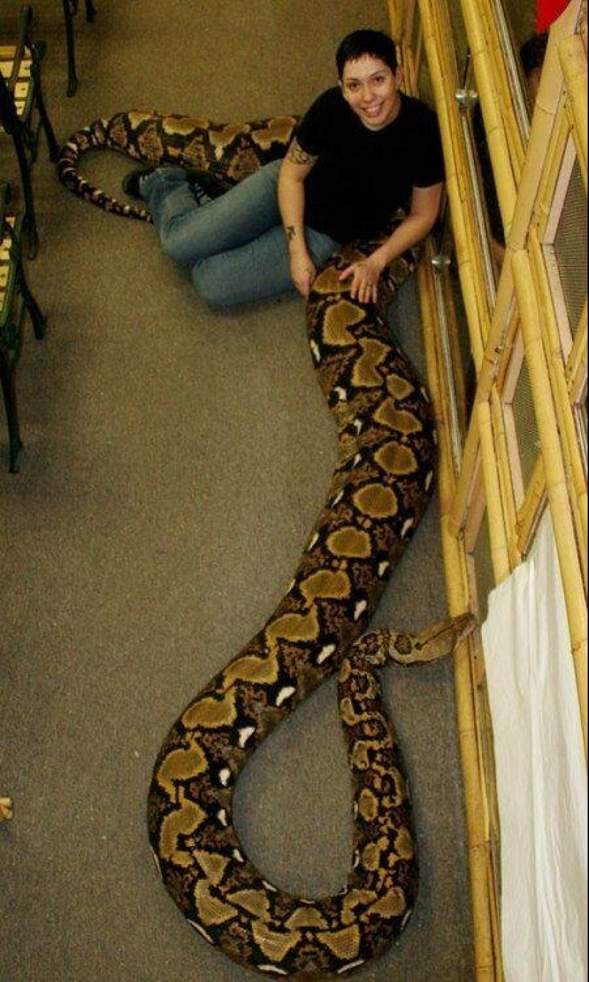 20 people who got a python, but did not calculate its size