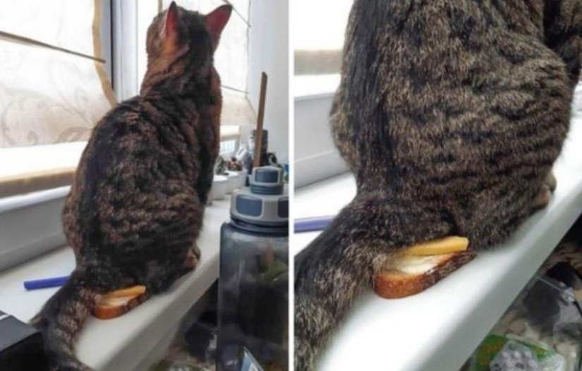 20 people whose quarantine is definitely worse than yours 20 people whose quarantine is definitely worse than yours