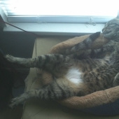 20 photos of cats who have achieved Zen