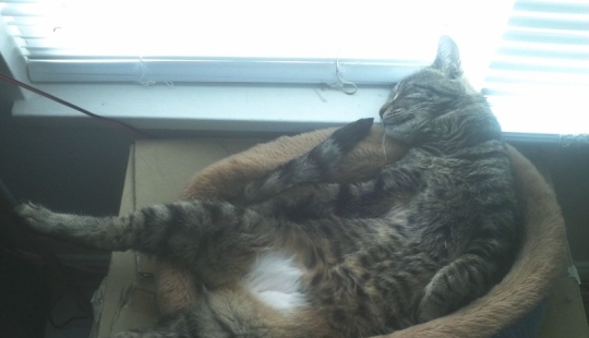 20 photos of cats who have achieved Zen
