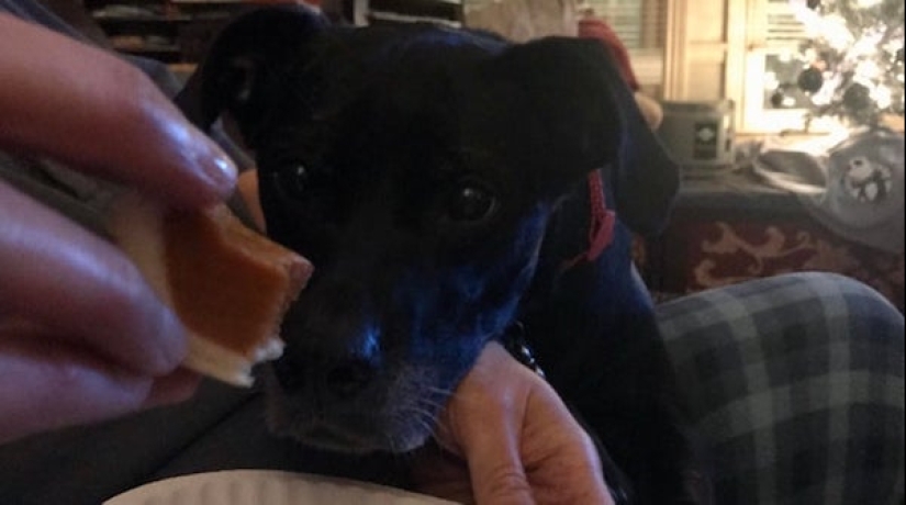 20 photos of Pets that have mastered the art of foraging 20 photos of Pets that have mastered the art of foraging