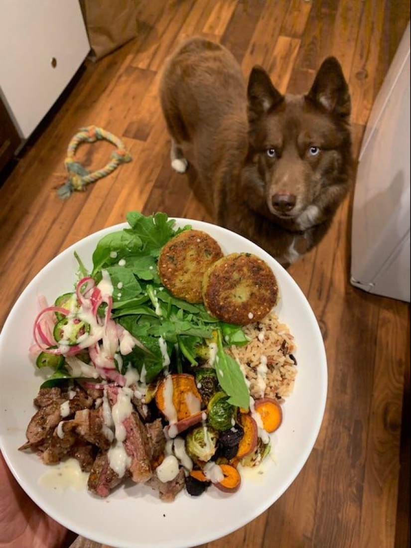 20 photos of Pets that have mastered the art of foraging 20 photos of Pets that have mastered the art of foraging