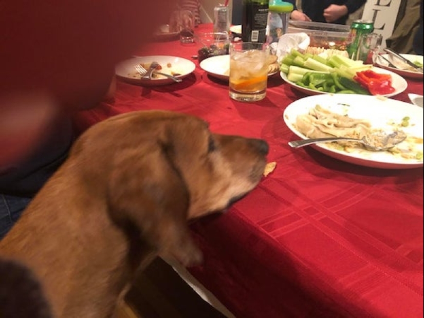 20 photos of Pets that have mastered the art of foraging 20 photos of Pets that have mastered the art of foraging