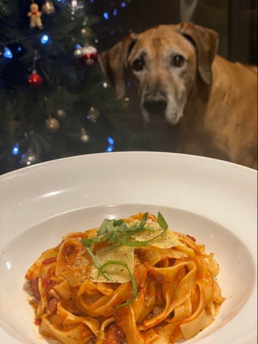 20 photos of Pets that have mastered the art of foraging 20 photos of Pets that have mastered the art of foraging