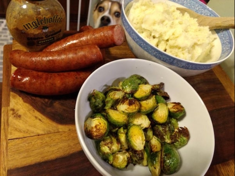 20 photos of Pets that have mastered the art of foraging 20 photos of Pets that have mastered the art of foraging